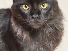 -艾吉宠物医院·疑难杂症转诊中心·猫友好(碧江路院)