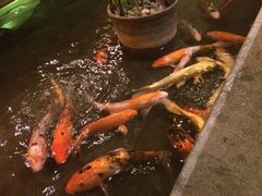 -松子料理(亮马桥店)
