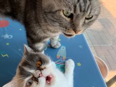 -平行世界·猫咖(首经贸店)