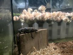 -上海昆虫博物馆