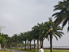 -野狸岛