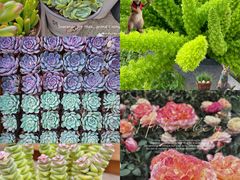 -三圣花乡旅游区