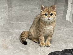 -喵zoo家庭繁育猫舍(尖东智能花园店)