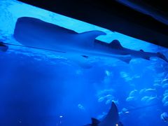 -烟台海昌鲸鲨海洋公园