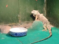 -上海大自然野生昆虫馆(东方明珠·爬宠昆虫探索中心)