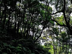 -广州市帽峰山景区