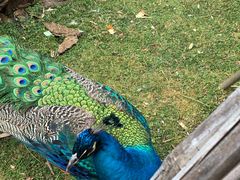 -昆明动物园