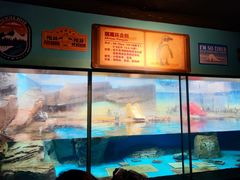 -海合安武汉极地海洋公园