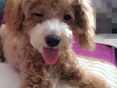 -邢大夫动物医院