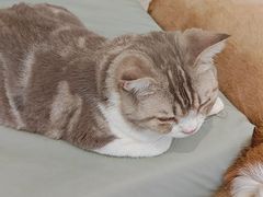 -平行世界·猫咖(首经贸店)