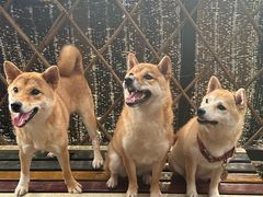 -柴犬高等学院·狗咖·柴犬售卖·宠物训练