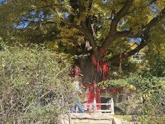 -遵化市禅林寺古银杏风景园