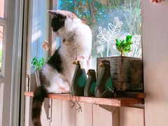 -海边的猫和咖啡馆