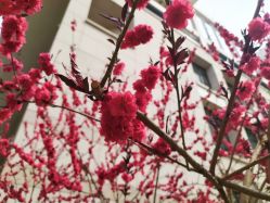 -万丽天津宾馆宴会厅