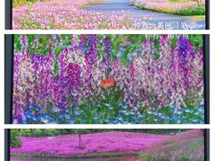 -花开海上生态园