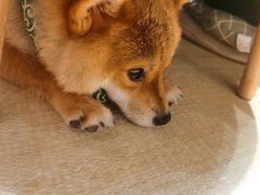 -逗柴咖啡屋·狗咖猫咖宠物桌游