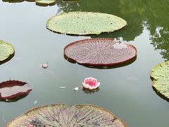 -中国科学院西双版纳热带植物园