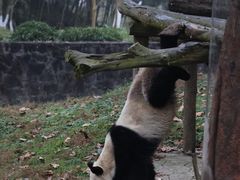 -都江堰中华大熊猫苑