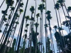 -海南槟榔谷黎苗文化旅游区