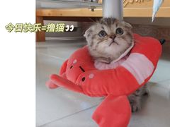 -瑞派宠物医院(搏威敦和院)