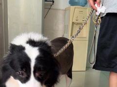 -乐琪宠物医院·犬猫专科·骨外科·急重症
