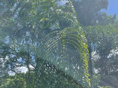 -西双版纳基诺山寨