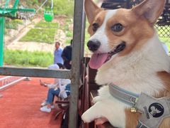 -宠福鑫康馨动物医院·骨科·眼科