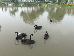 -鹅湖玫瑰文化园