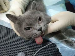 -瑞派名望24h动物医院异宠专科·猫专科·骨科·重症监护分院