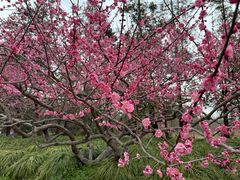 -上海海湾国家森林公园