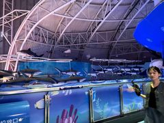 -烟台海昌鲸鲨海洋公园