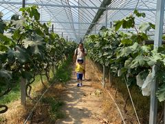 -马陆小张葡萄园农家乐