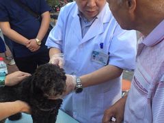 -利又安动物医院··老年病·猫科犬科·中兽医