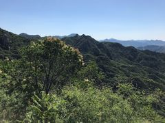 -大岭沟猕猴桃谷风景区