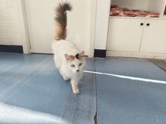 -特一安24小时宠物医院·骨科·中兽医