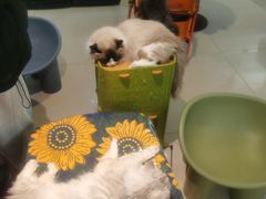 -平行世界·猫咖(首经贸店)