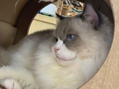 -猫和宫(六道口店)