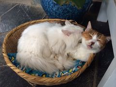 Anne猫窝咖啡屋-Anne猫窝咖啡屋