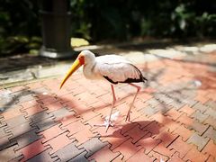 -吉隆坡雀鸟公园