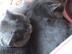 -嘟宝宠物生活馆(白桦林居店)