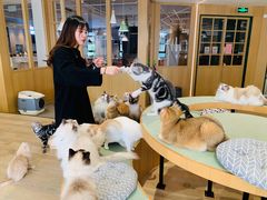 -CAT’S MEWSTAR CAFE·喵星球猫屋(晴湾咖啡店)