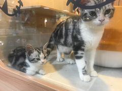 -1013 PET SHOP 宠物商店(近铁城市广场店)