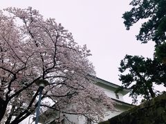 -名古屋城