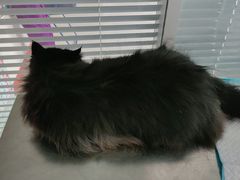 -瑞派福兴宠物医院犬猫全科·骨科·中西医结合(河东店)