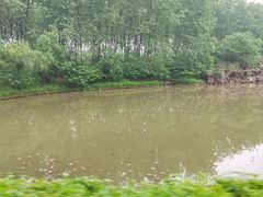 -合肥滨湖国家森林公园