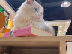 -藏猫猫咖啡主题馆(中央大道店)