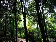-火炉山森林公园