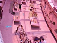 -陕西自然博物馆