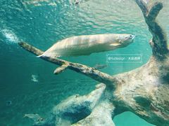 -上海海洋水族馆