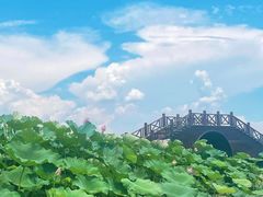 -荷塘月色湿地公园·向阳花洲